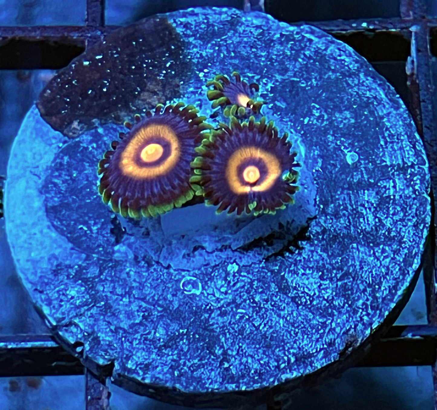 Plasma Cutter Zoas #1