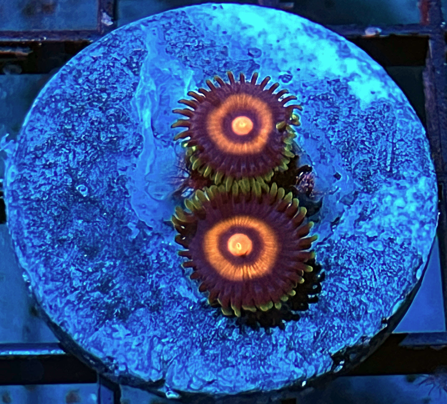 Plasma Cutter Zoas #3