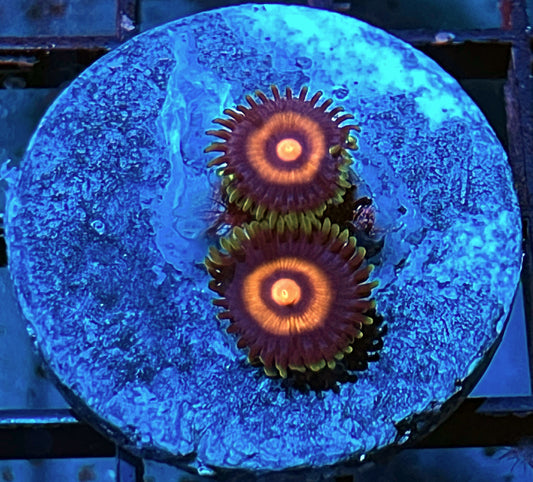 Plasma Cutter Zoas #3