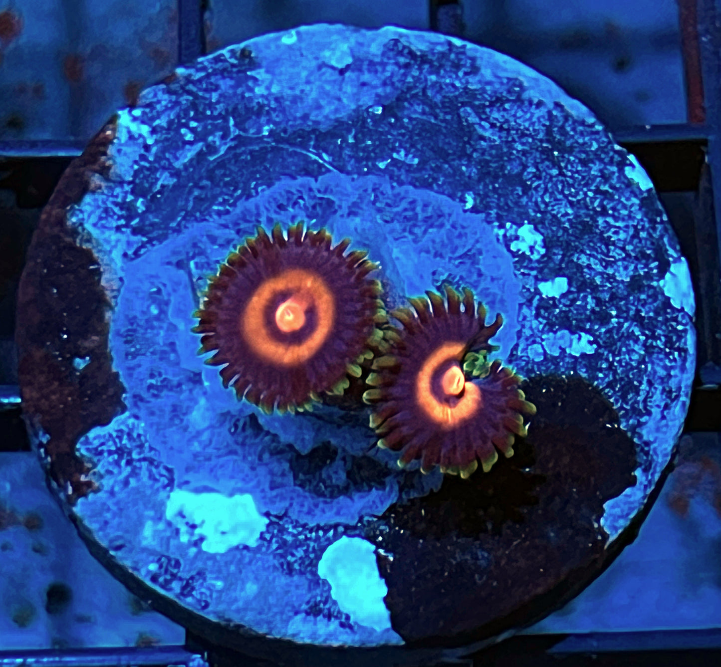 Plasma Cutter Zoas #2