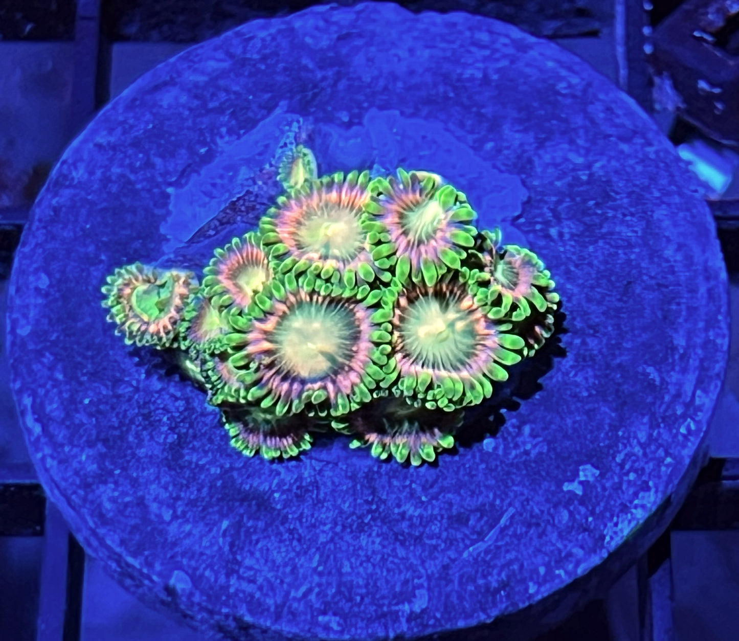 Lemoncello Zoas #6