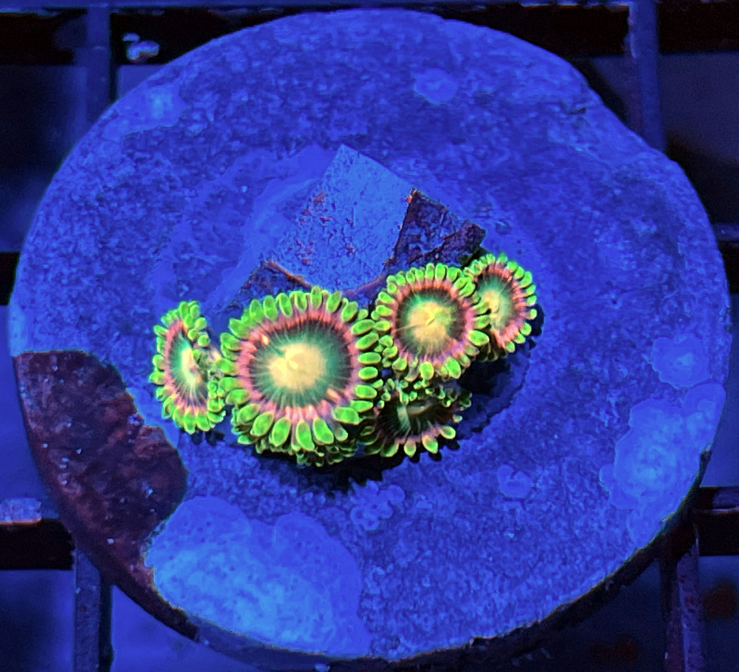 Lemoncello Zoas #4