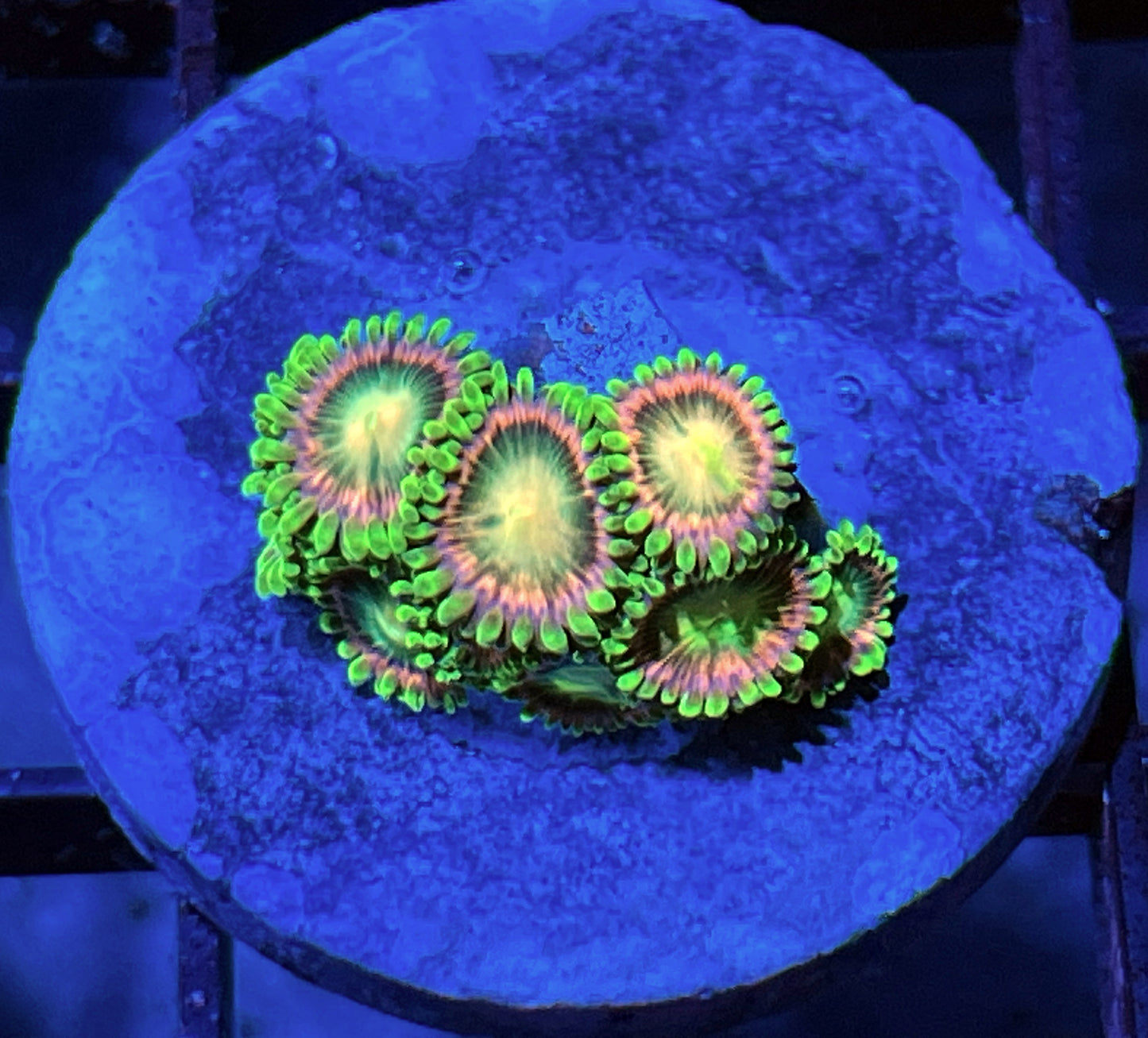 Lemoncello Zoas #3