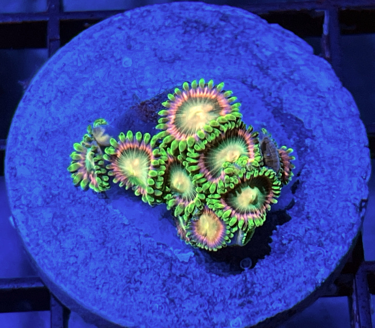 Lemoncello Zoas #5