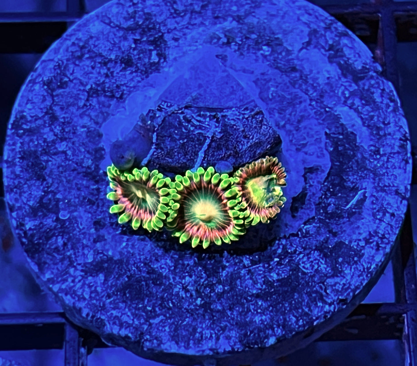 Lemoncello Zoas #2