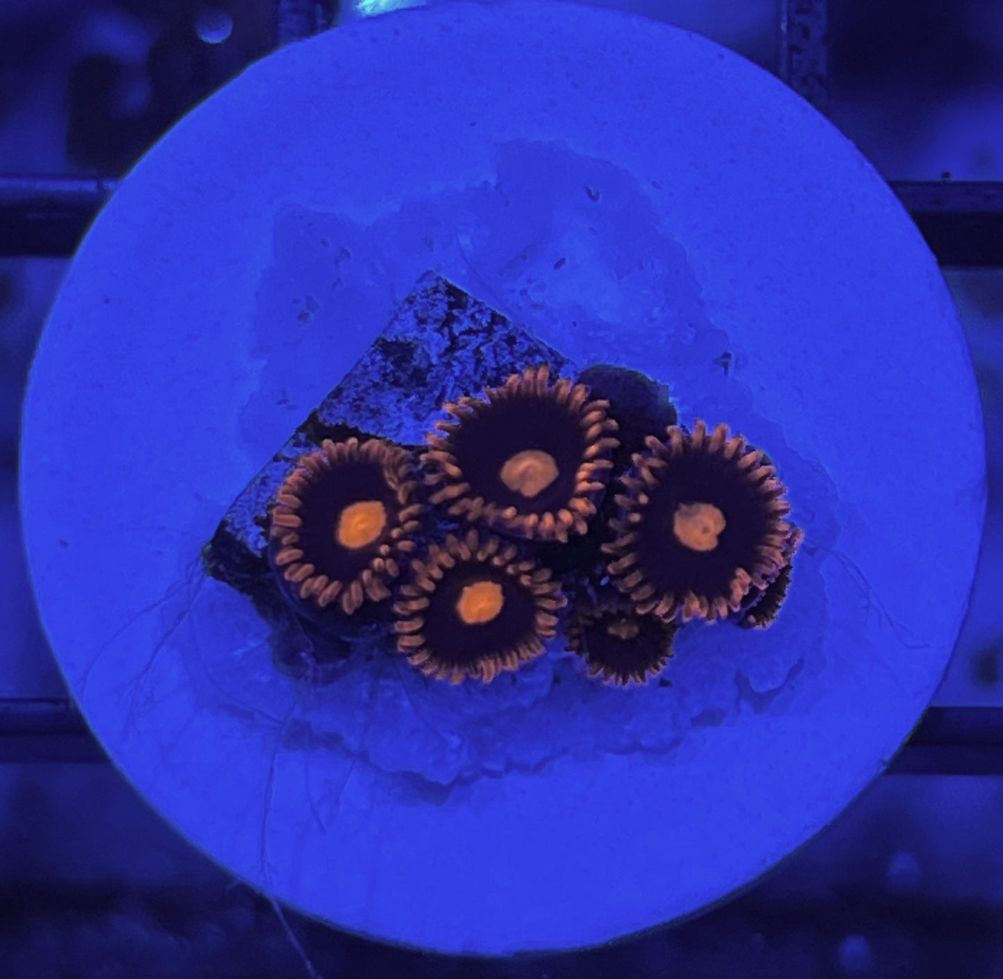 War Birds Zoas #2