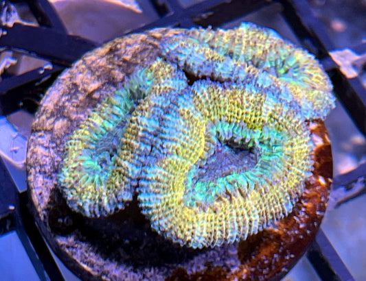 Aussie Rainbow Acan Lord