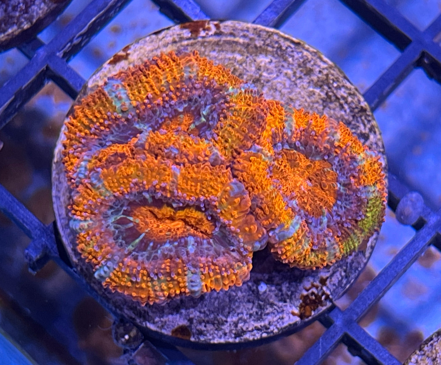 Aussie Rainbow Acan Lord