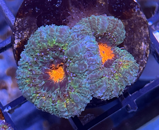 Aussie Rainbow Acan Lord