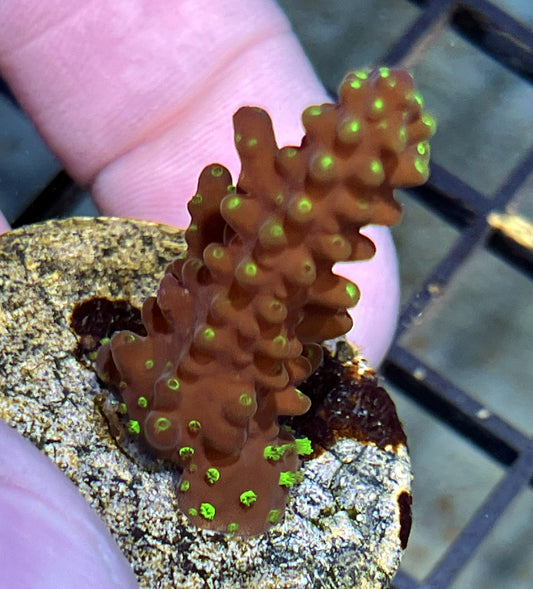 Acropora Frag