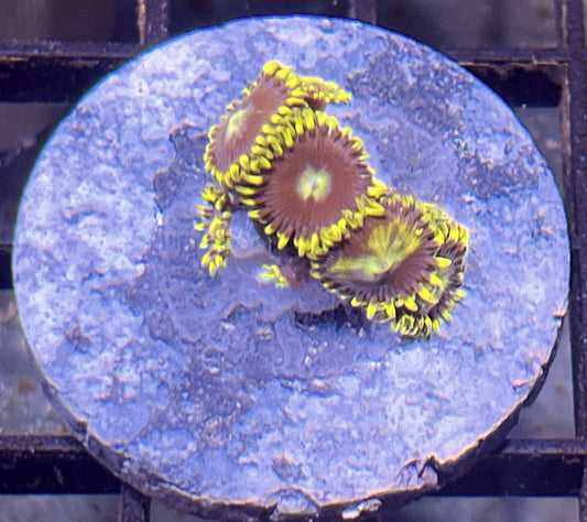 Blue Prince Zoas #3