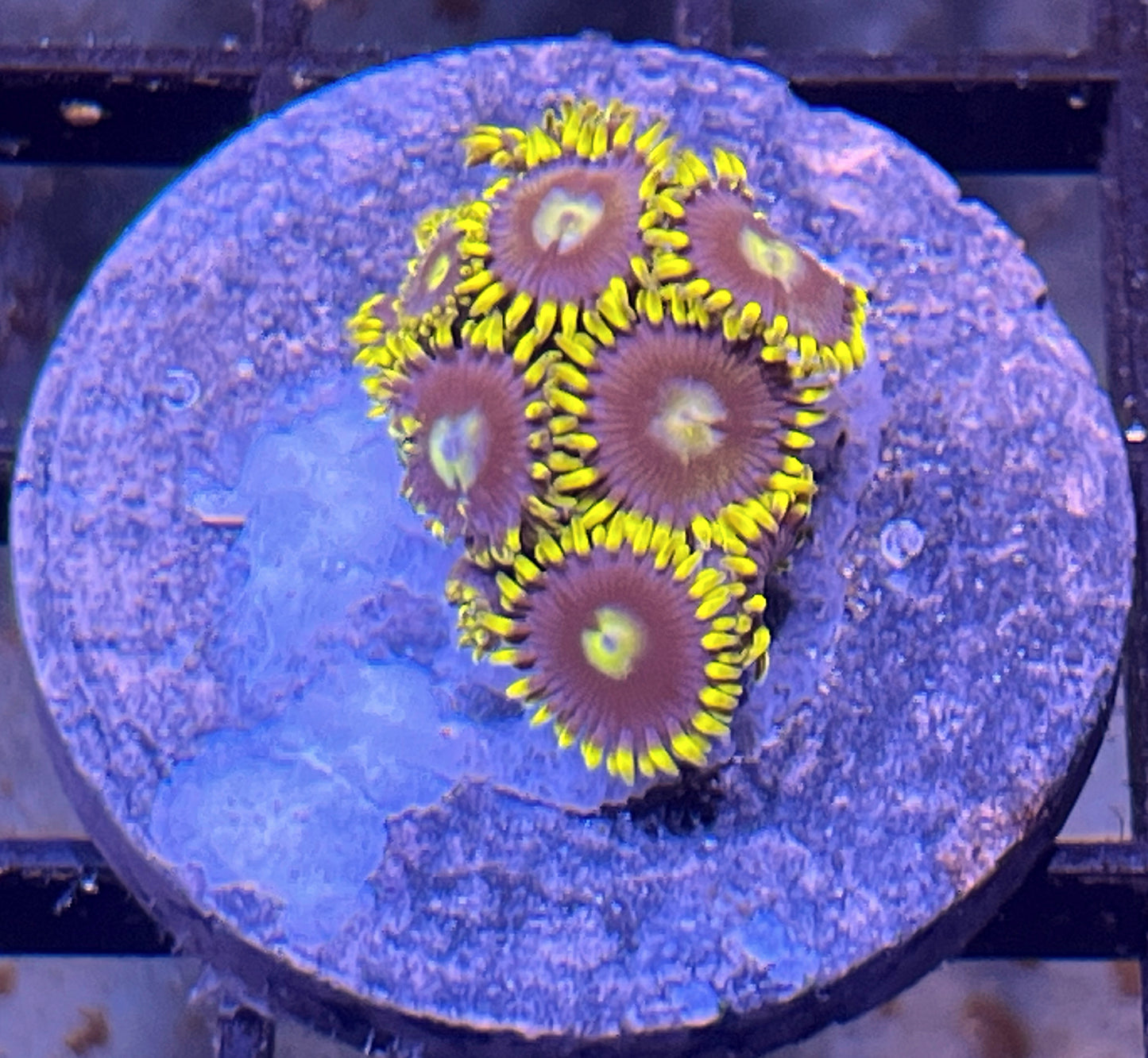 Blue Prince Zoas #4