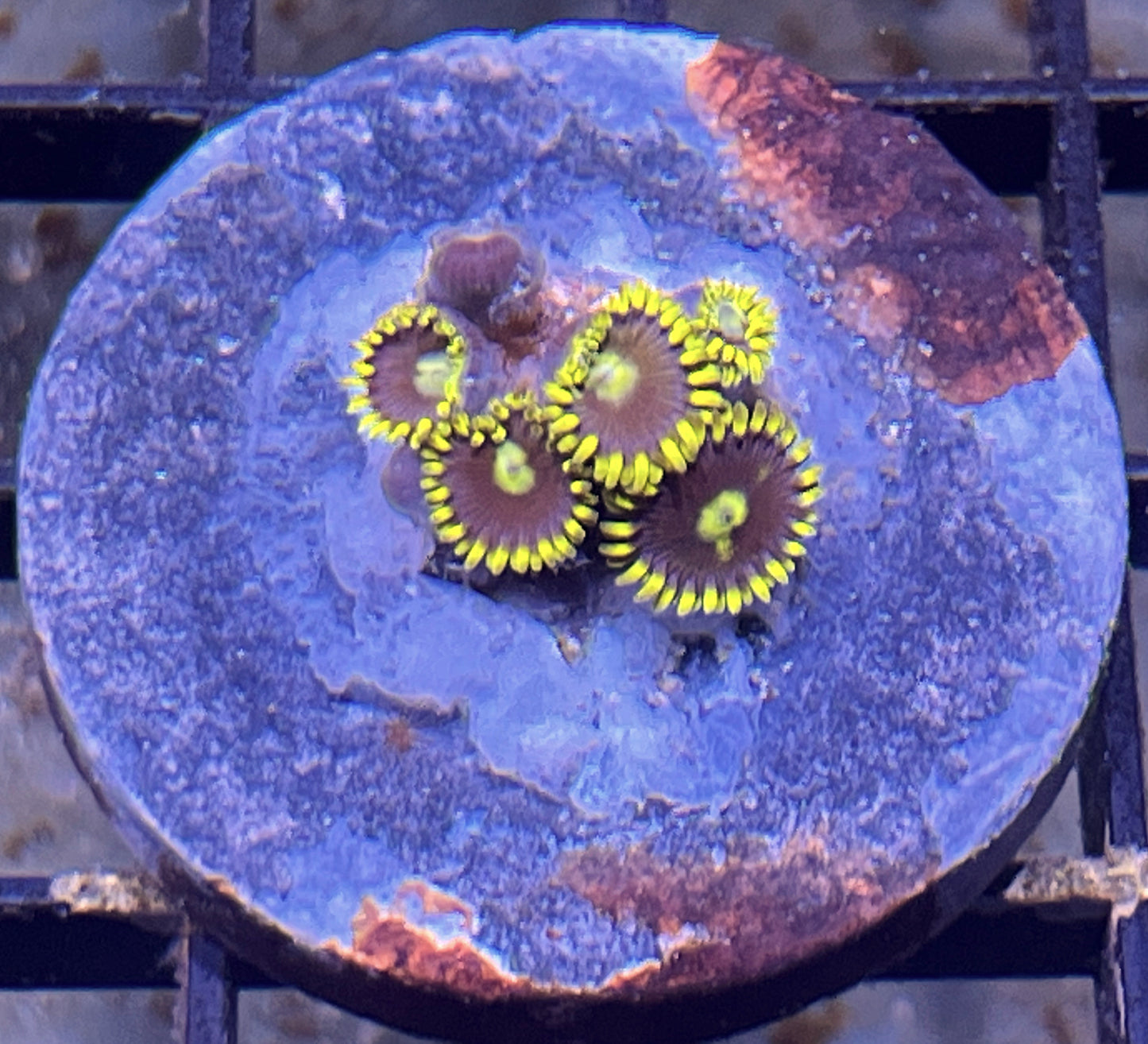 Blue Prince Zoas #2