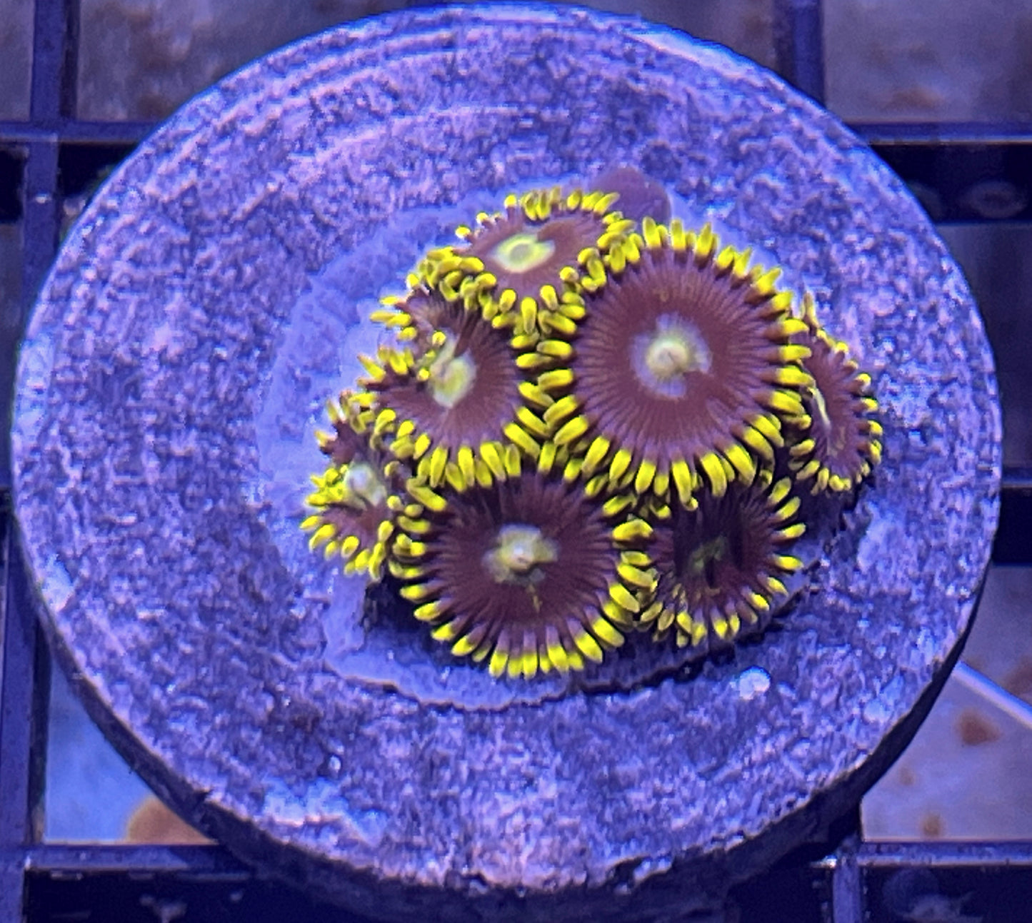 Blue Prince Zoas #1