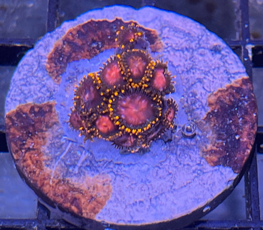 KH Sunburst Zoas #6