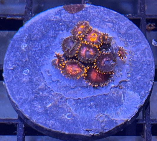 KH Sunburst Zoas #7