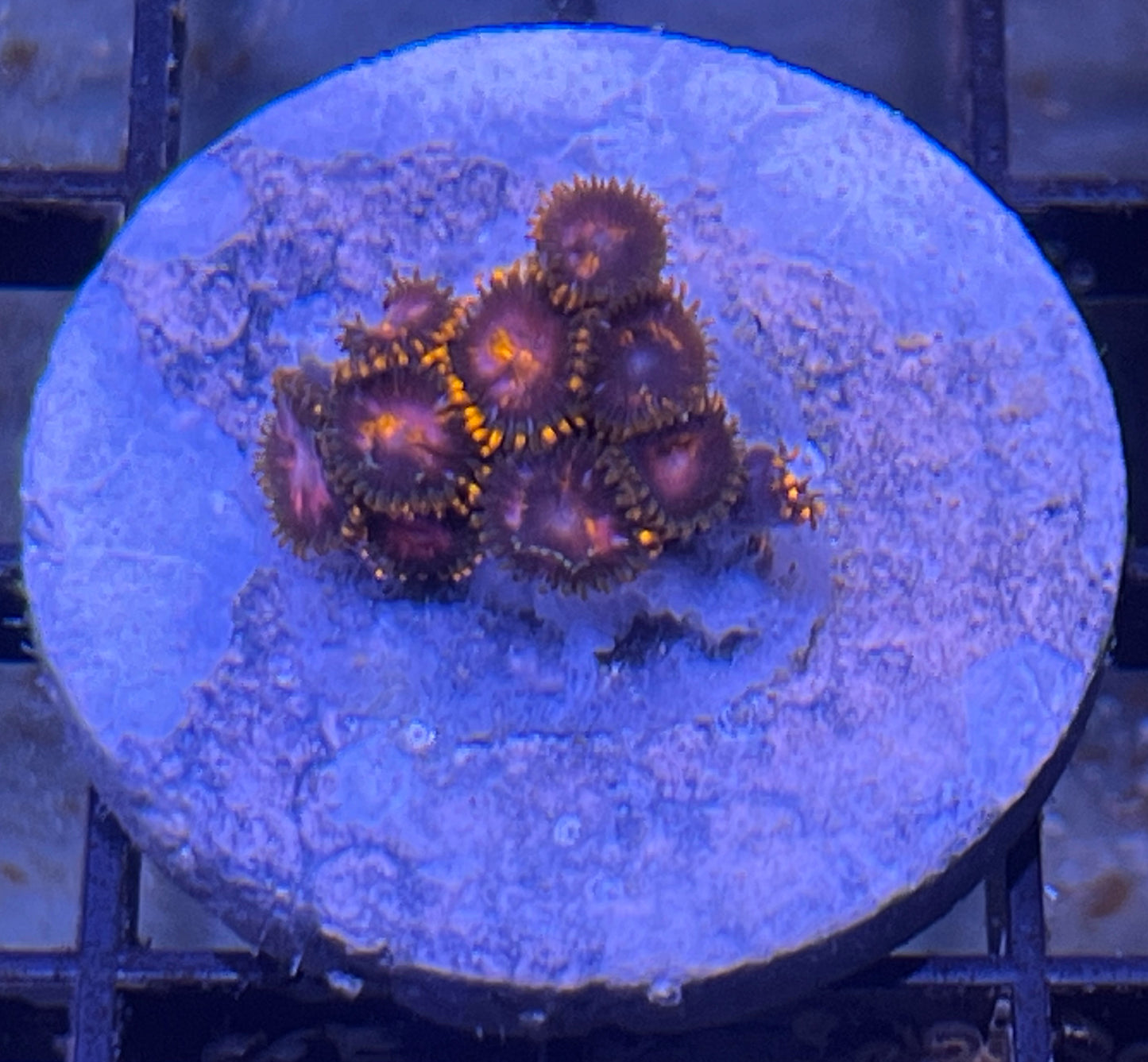 KH Sunburst Zoas #8