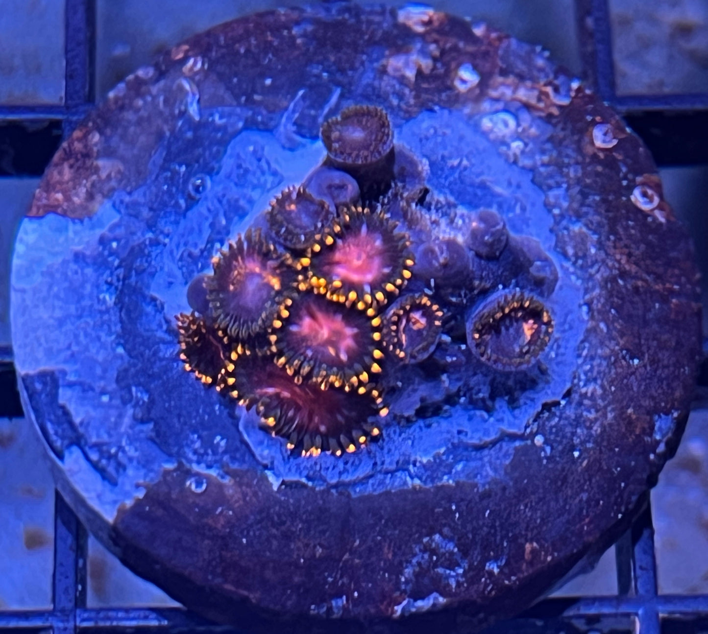 KH Sunburst Zoas #3