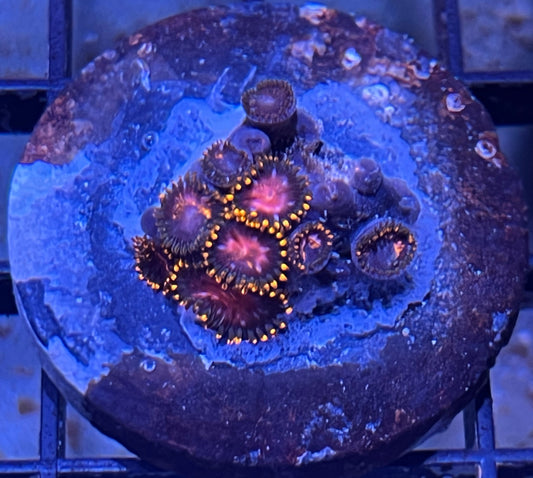 KH Sunburst Zoas #3