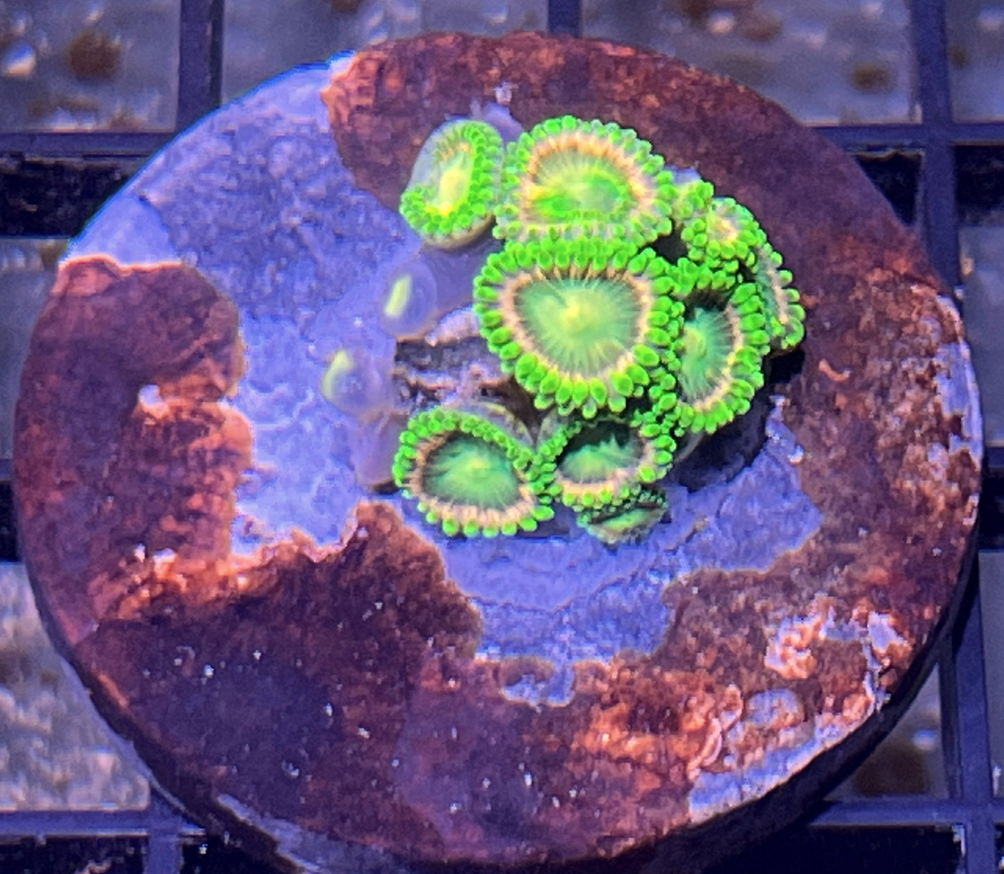 Lemoncello Zoas #8