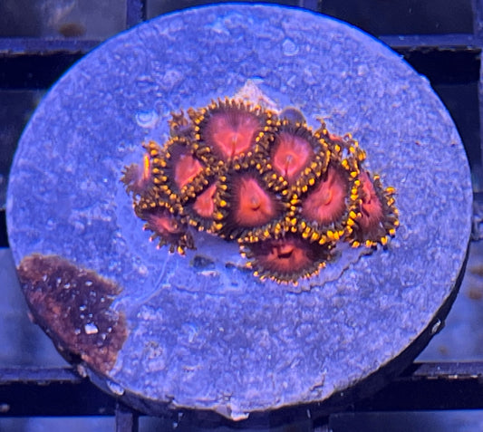 KH Sunburst Zoas #1