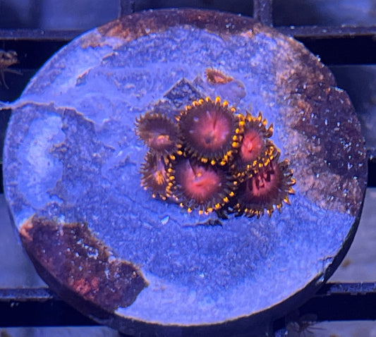 KH Sunburst Zoas #5