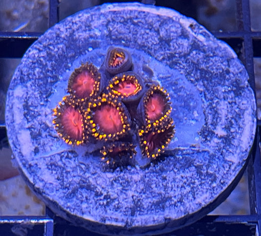 KH Sunburst Zoas #4