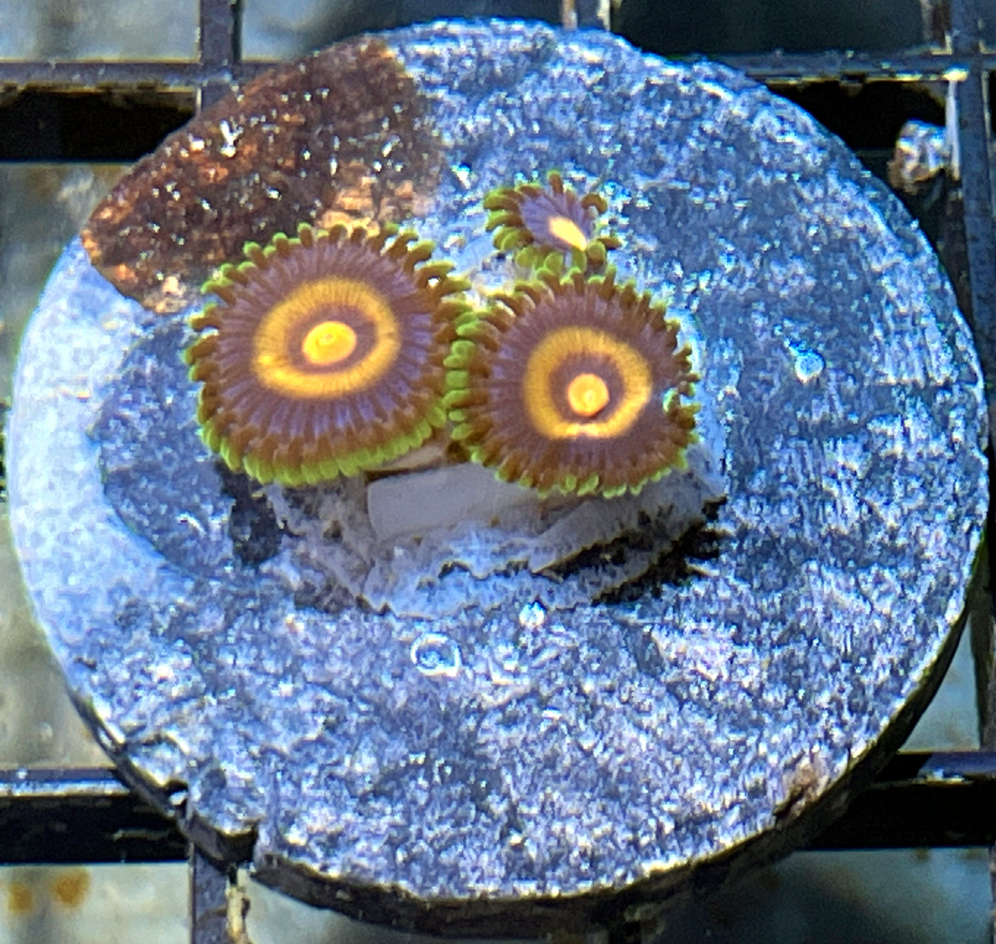 Plasma Cutter Zoas #1