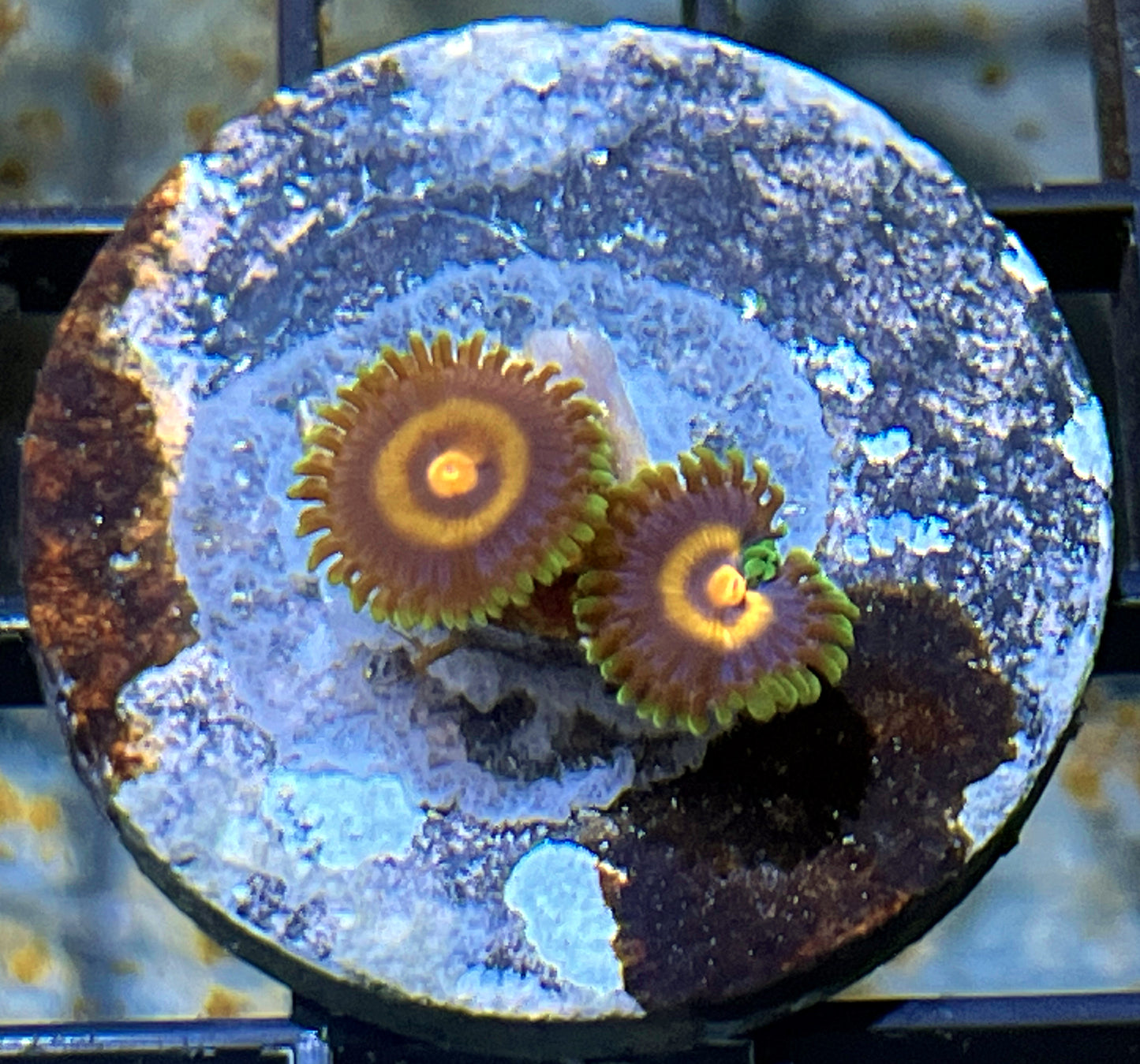 Plasma Cutter Zoas #2