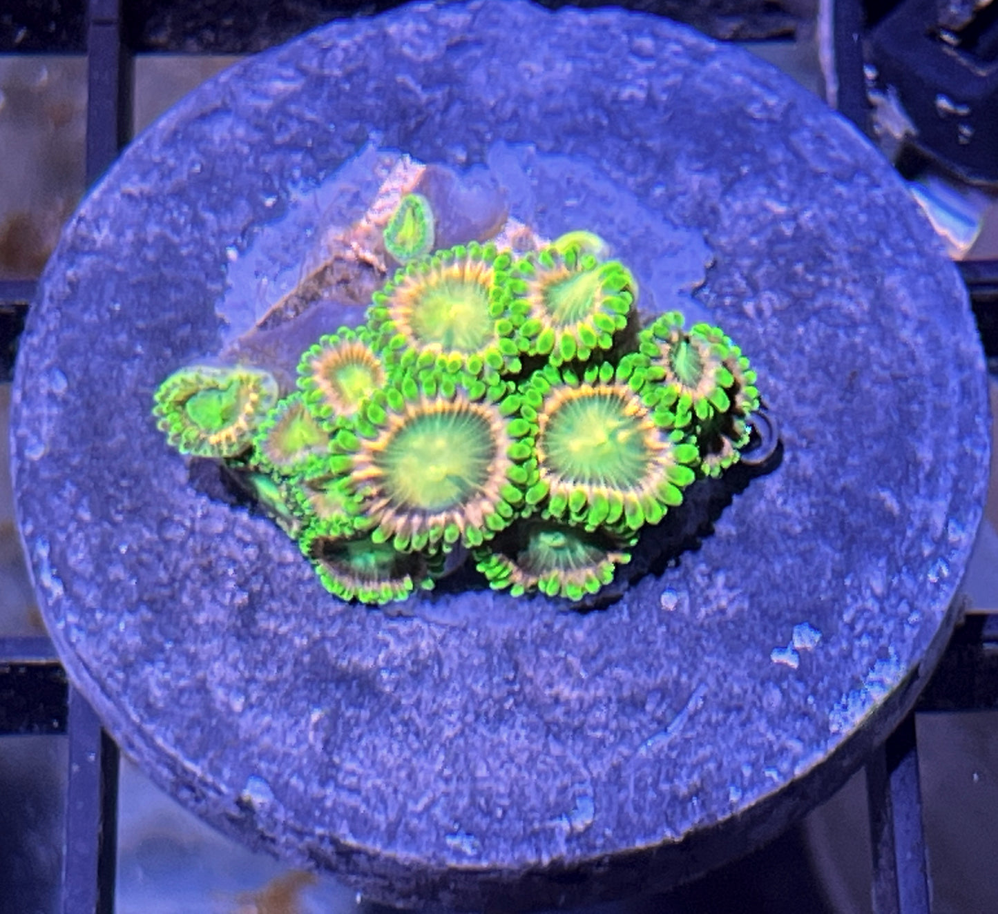 Lemoncello Zoas #6