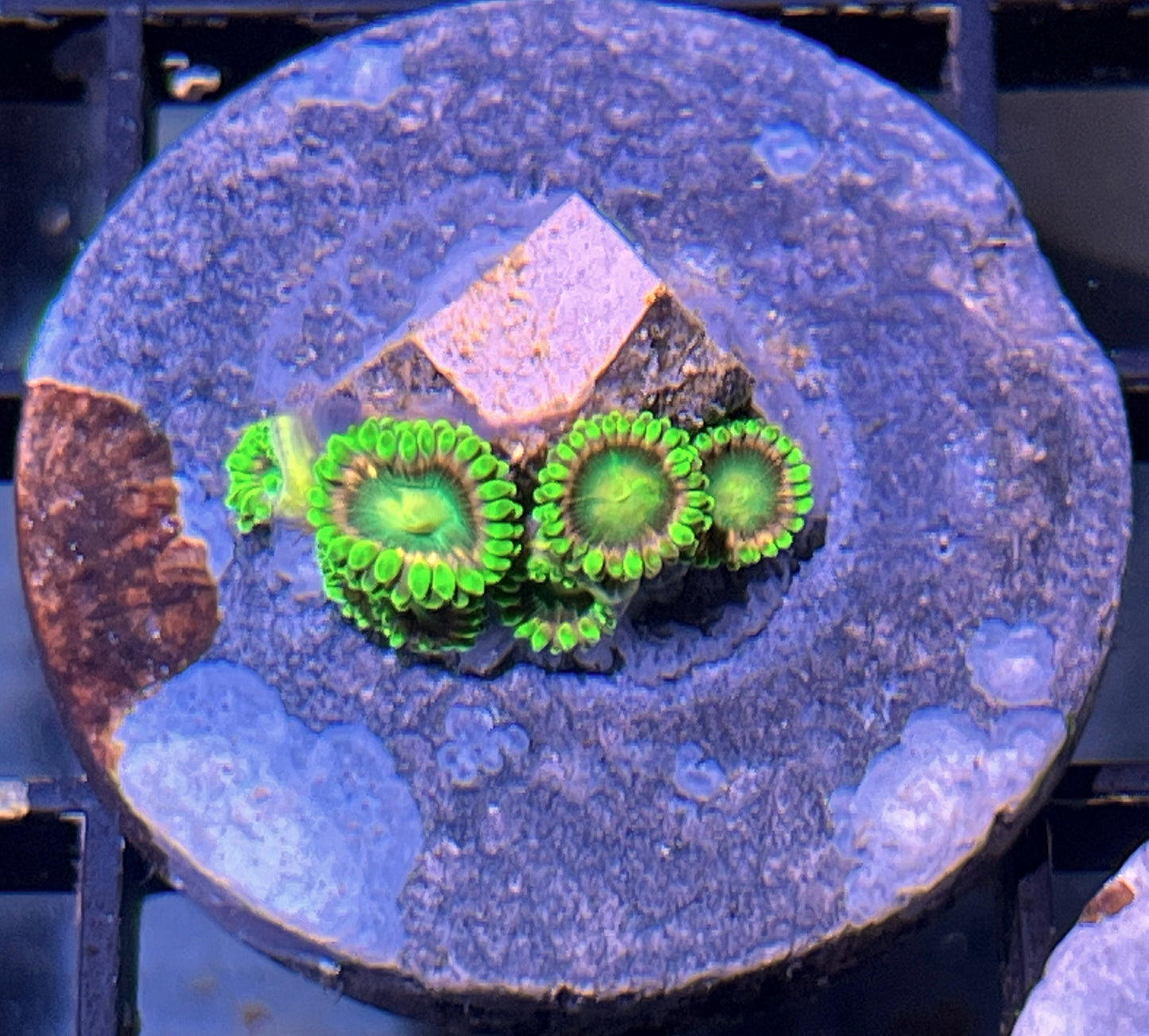 Lemoncello Zoas #4