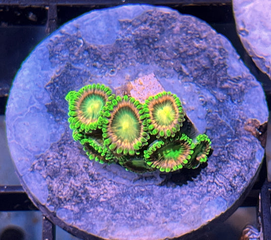 Lemoncello Zoas #3