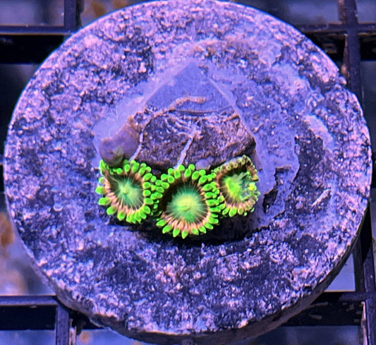 Lemoncello Zoas #2