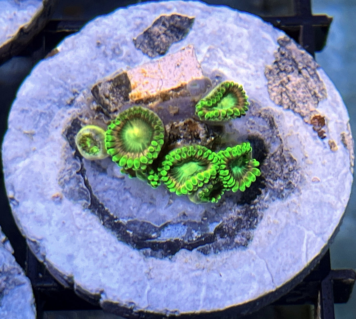 Lemoncello Zoas #9