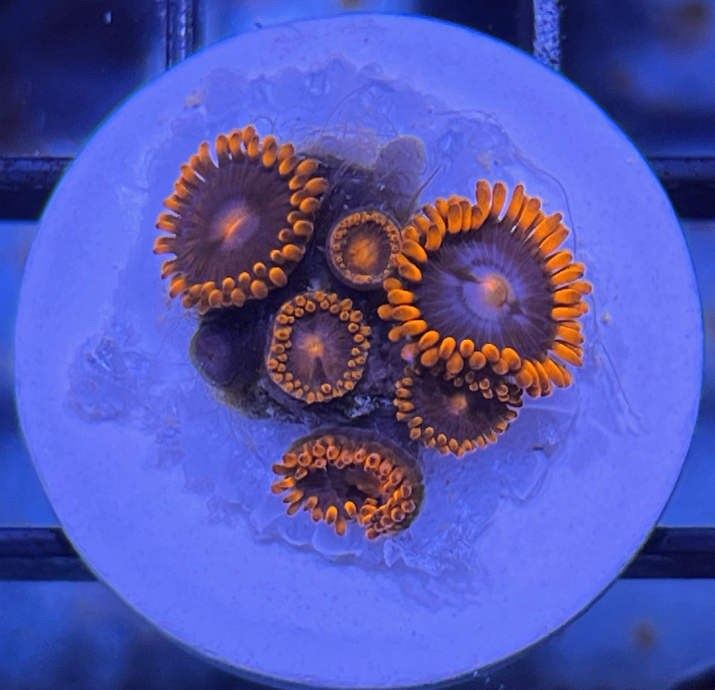 Superman Zoas #3