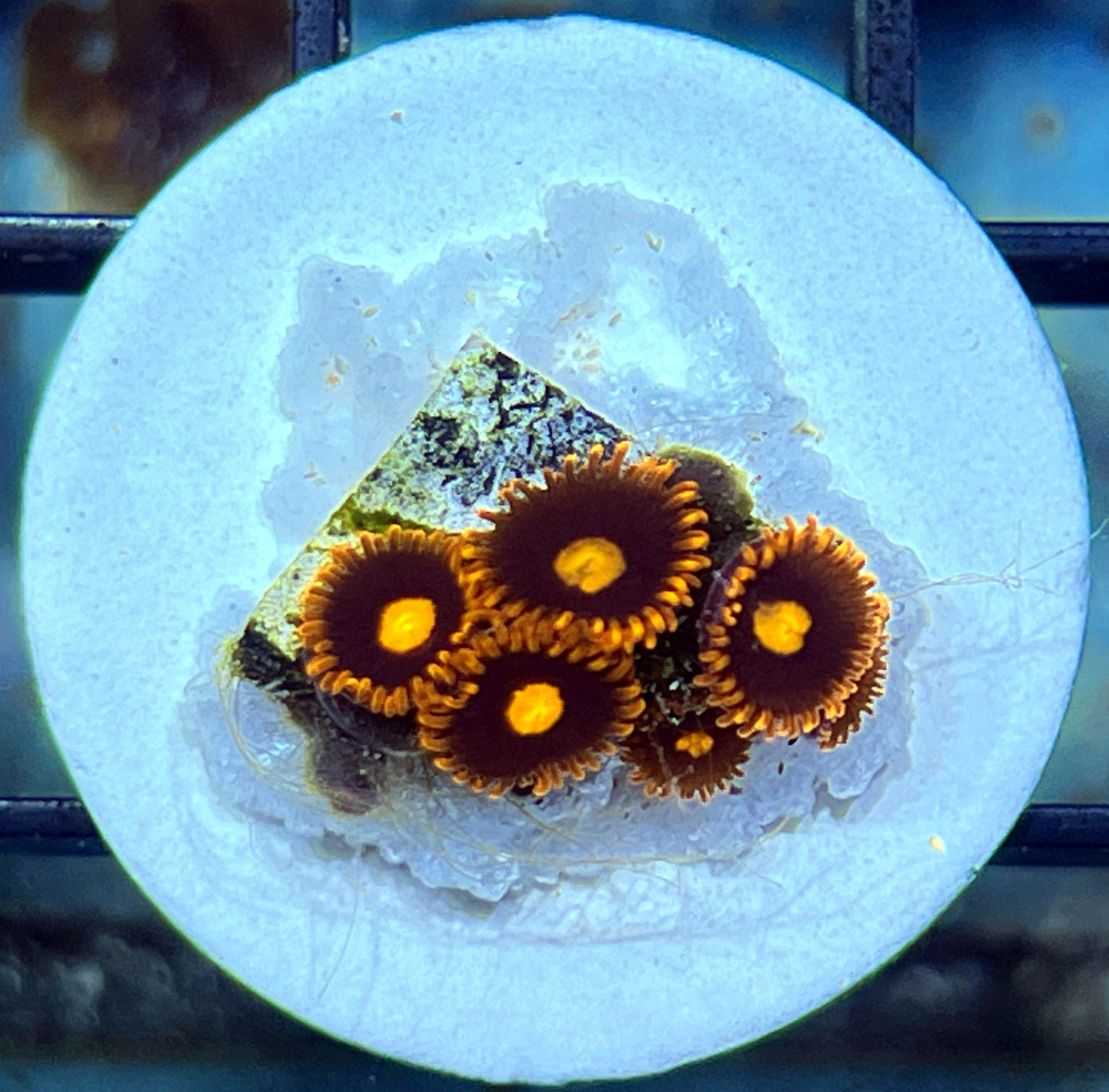 War Birds Zoas #2