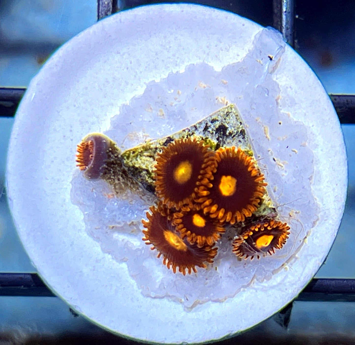 War Birds Zoas #3