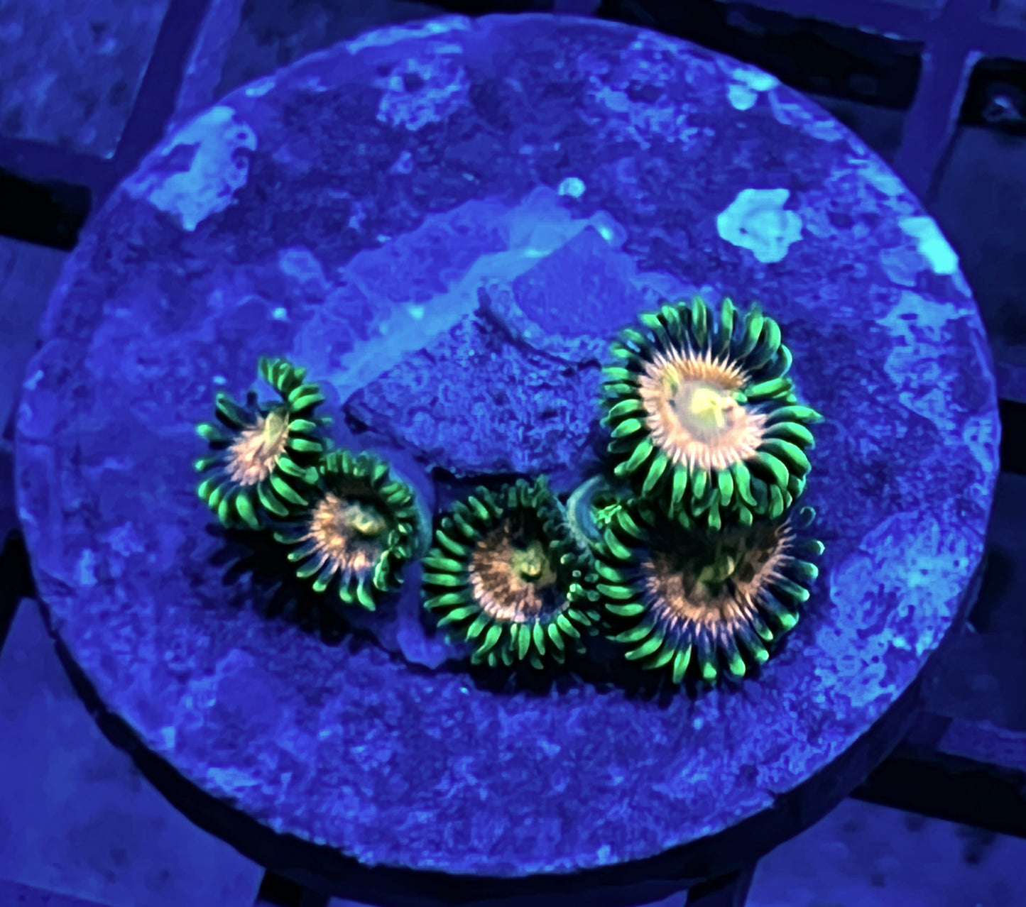 Laser Lemon Zoas #2