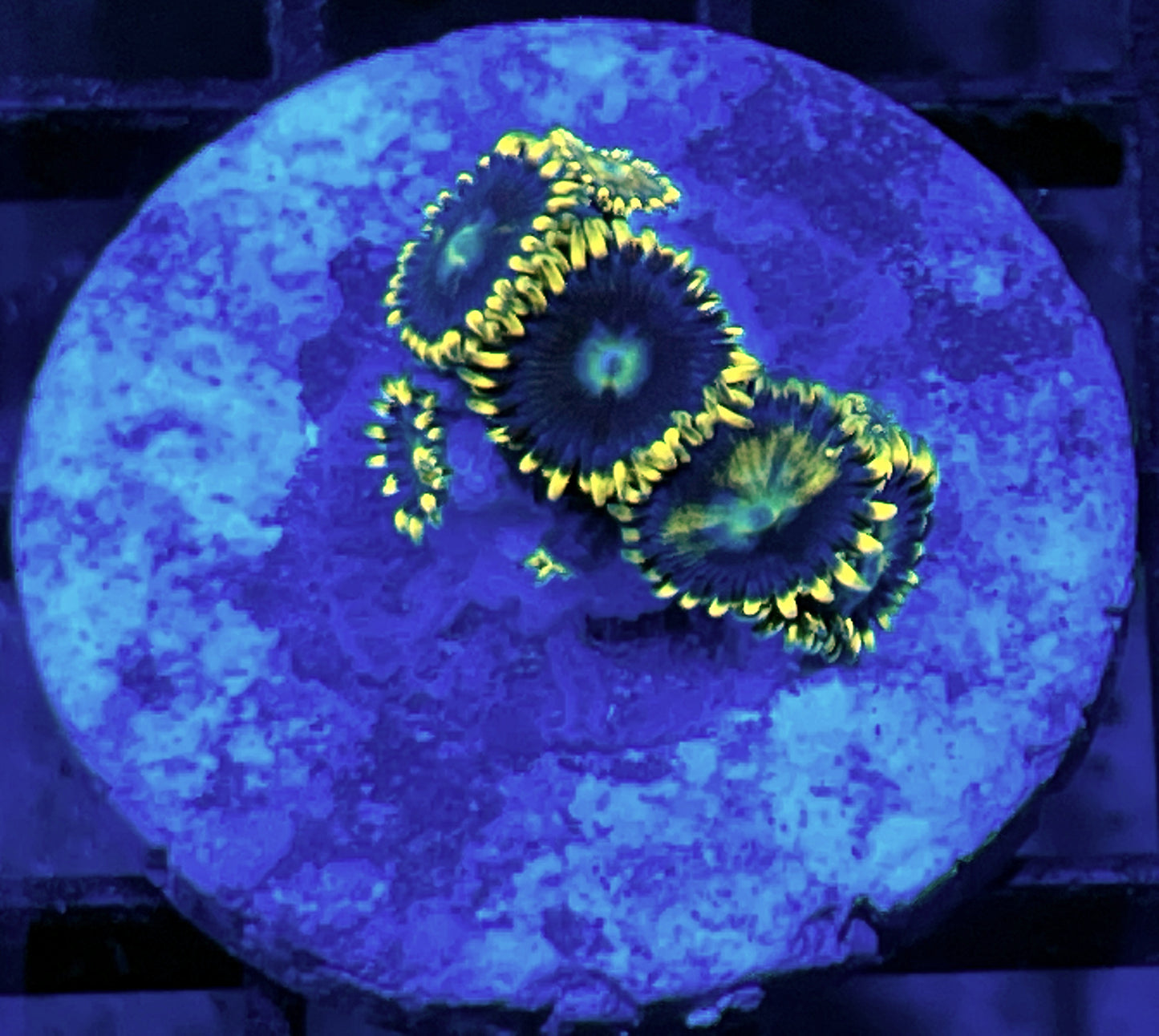 Blue Prince Zoas #3