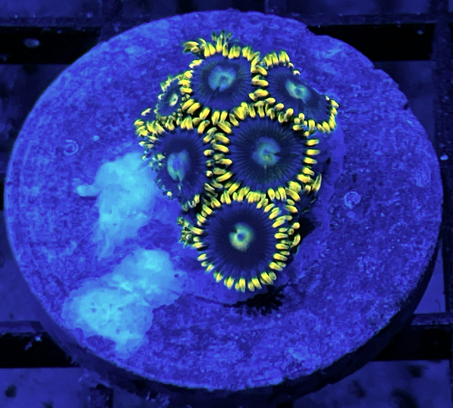 Blue Prince Zoas #4