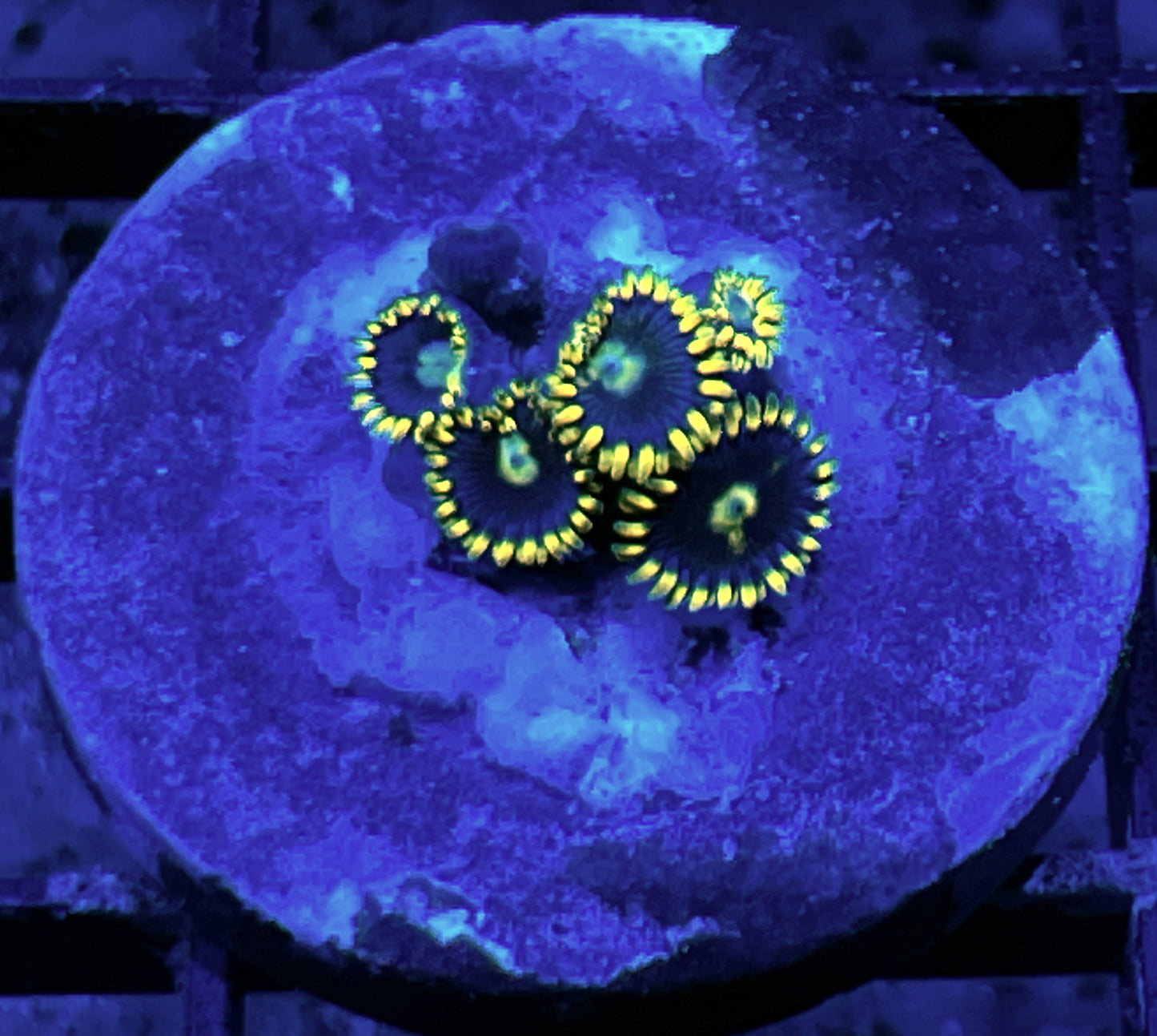 Blue Prince Zoas #2