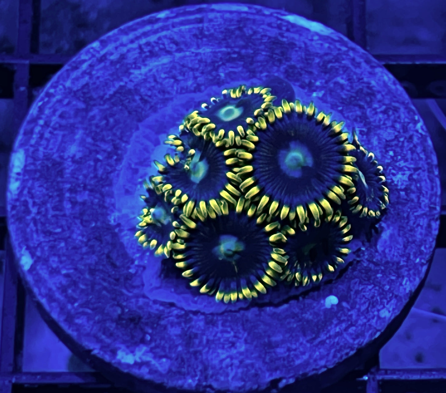 Blue Prince Zoas #1