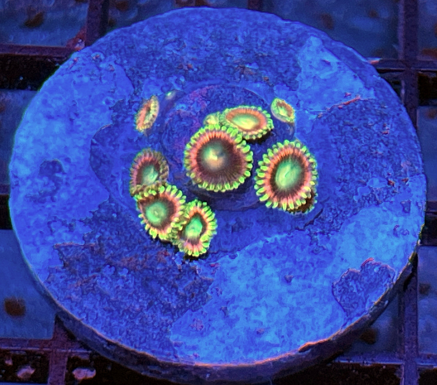 Lemoncello Zoas #1