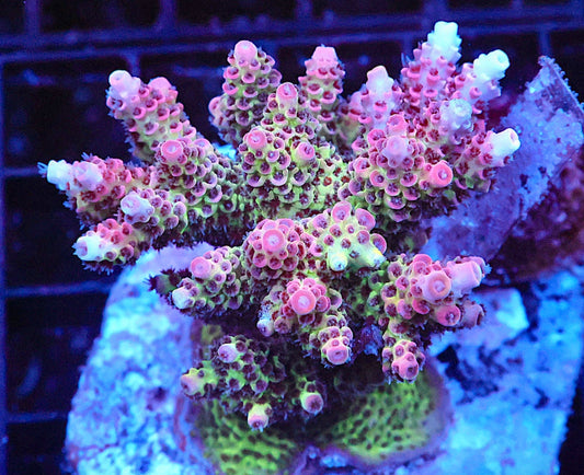 Indo Acropora Colony #1 (COMING SOON)