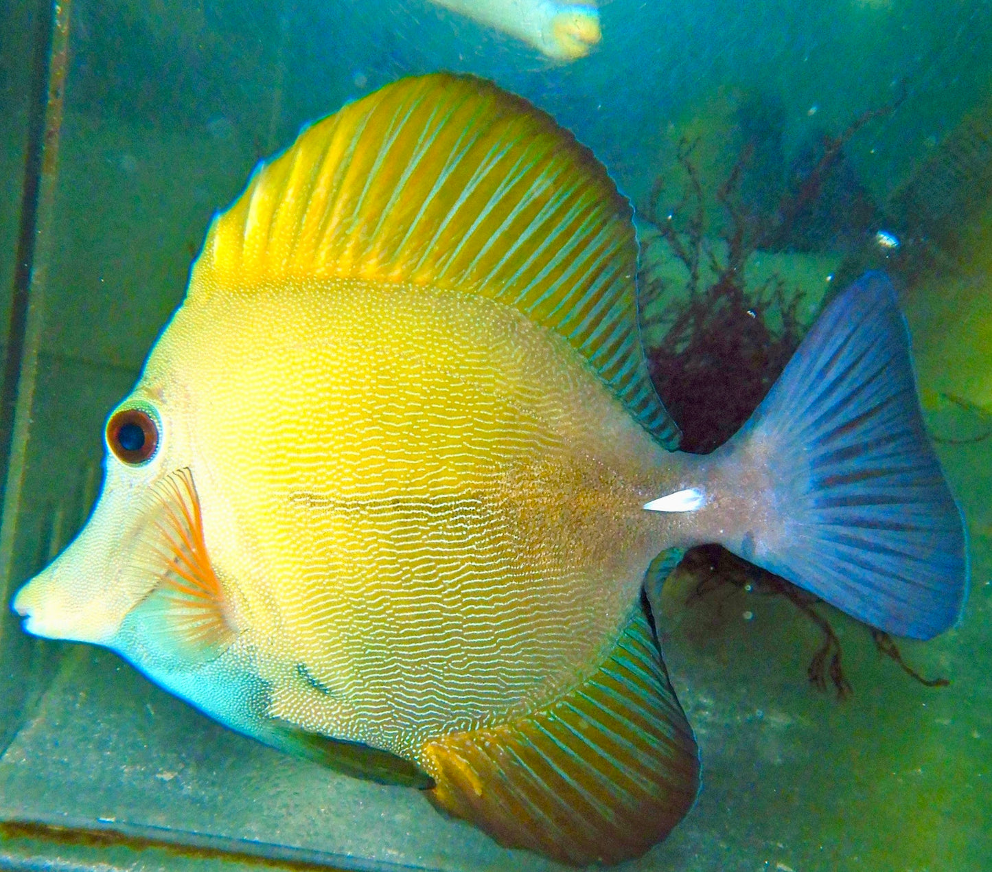 Blue Face Koi Scopas Tang