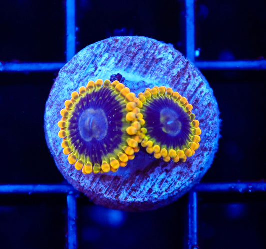 Rainbow Yoda Zoas