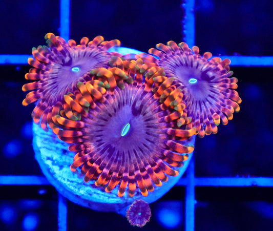 Fairy Fart Zoas (COMING SOON)