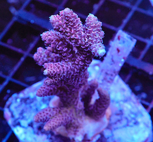 Indo Acropora Colony #2 (COMING SOON)