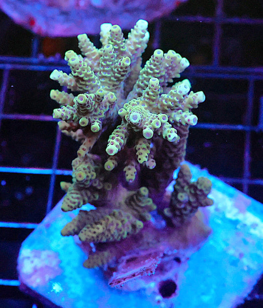 Indo Acropora Colony #3 (COMING SOON)