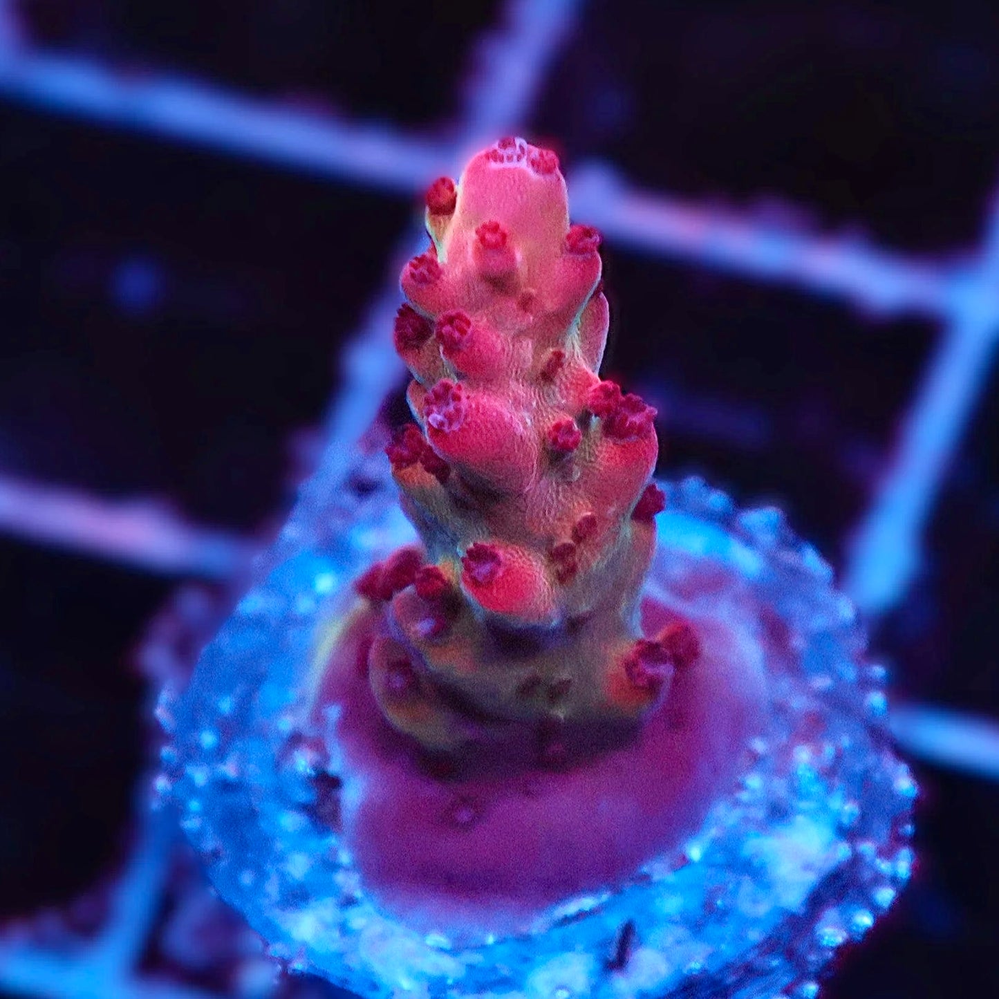 Martian Sunset Acropora (COMING SOON)